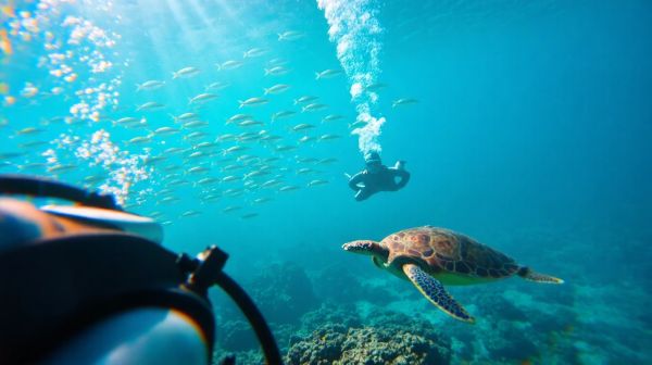 Top conseils pour exceller en plongée sous-marine